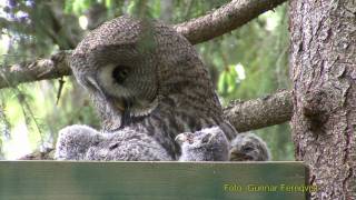 GREAT GREY OWL Lappuggla Strix nebulosa Klipp  21 [upl. by Ayahsal143]