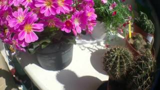 Lewisia and Echinopsis hybrid in bloom [upl. by Merridie]