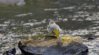 Grey Wagtail Motacilla cinerea  Gebirgsstelze oder Bergstelze 1 [upl. by Nosyla]