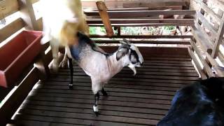 Kambing jamnapari senduro x Kg cross  Asoka x Melor [upl. by Ahseeyt]