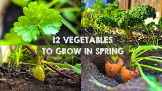 12 Vegetables You Should Grow in Spring [upl. by Nerak]