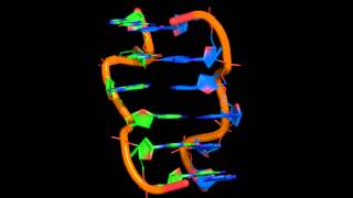 ZDNA in dCGCGCG2 with and without bound water [upl. by Einnos657]