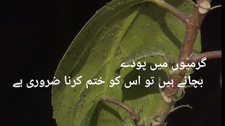 How to protection plants from insects Whitefly [upl. by Ihskaneem553]