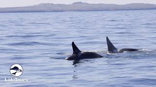 Orca Watching in Iceland with Láki Tours from Olafsvik Snaefellsnes [upl. by Imoyn875]