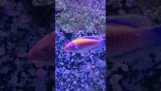 Orange Back Fairy Wrasse shorts aquariumhobby fishkeeping [upl. by Miranda472]