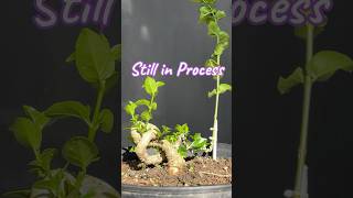 The concept of making a new style bonsai tree [upl. by Marka7]