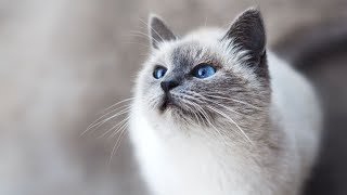 Meet the Adorable Tonkinese Cat The Purrfect Feline [upl. by Nylinnej]