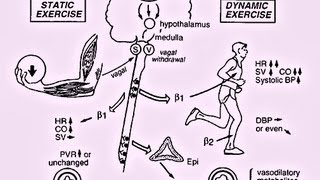 Principles of Cardiopulmonary Stress Testing  Presentation [upl. by Nwahc]