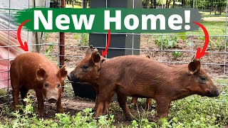 The Pigs Got a New Home [upl. by Suiratnod]