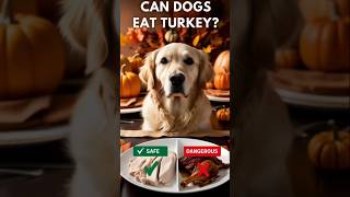 Can Dogs Eat Turkey Thanksgiving Food Do’s and Don’ts 🦃🐶 doglover yourdog cutedog pets yourpet [upl. by Ateloiv]