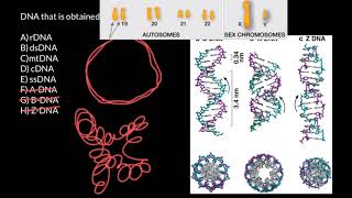 rDNA dsDNA mtDNA cDNA ssDNA explained [upl. by Winchester]