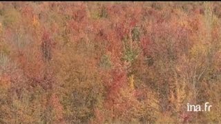 EtatsUnis  forêt aux environs dHaverstraw dans létat de New York [upl. by Ymarej]