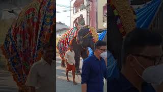 Tiruchendur Murugan koil yanai🙏 [upl. by Norej707]