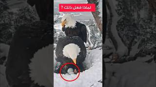 مشهد ملهم للعقاب الأصلع explore viralvideo trending [upl. by Sommer]