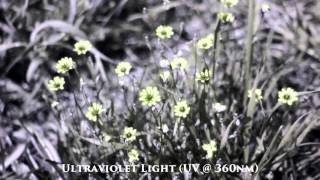 Flowers under Visible Ultraviolet and Infrared light [upl. by Oterol652]