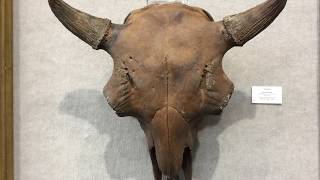 Ice Age Bison Skull [upl. by Thebazile]