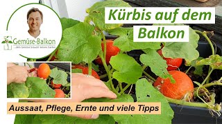 Kürbis 🎃 auf dem Balkon anbauen Anzucht 🌱 Umtopfen Triebe Pflege Düngen vom Samen bis zur Ernte [upl. by Jamison]