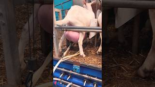 Saanen Goat big milker  saanen Goats milking shorts viralvideo [upl. by Ilojne]