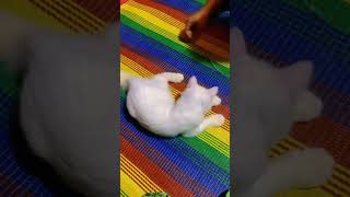 catshorts suncats catlover viralvideo cute cutecat pets [upl. by Ahtram]