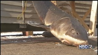 Early End to Sturgeon Spearing Season Could Hurt Businesses [upl. by Yadrahc]