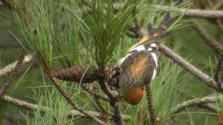 Twobarred Crossbills [upl. by Nirroc866]