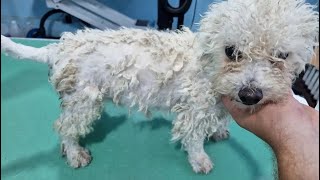 Grooming A Matted Bichon [upl. by Saw]