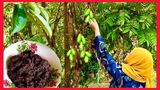 Rural Life Vlog EP 21  Memetik Belimbing Buluh dan Masak Sambal Hitam Pahang [upl. by Kelsi]