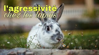 mon lapin est agressif  comment faire [upl. by Saretta]