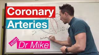 Coronary Arteries  Cardiology [upl. by Sllew]