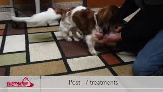 Miniature Dachshund with IVDD Responds Well to Laser Therapy [upl. by Egin381]