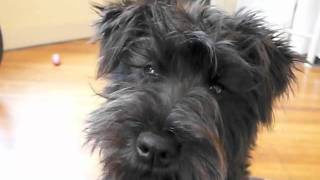 Black Mini Schnauzer Puppy [upl. by Aelegna604]