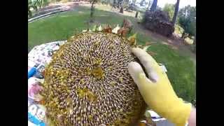 HowTo Harvest Sunflower Seeds [upl. by Frye]