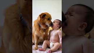 Big yellow dog comforts crying baby [upl. by Retxed]