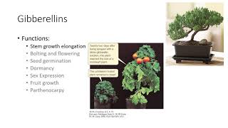 Plant Growth Regulators [upl. by Aihsram]