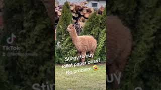 Animals crazy fyp funny laugh World [upl. by Tades661]