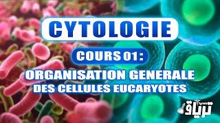 CYTOLOGIE 1ère année  Organisation Générale des Cellules Eucaryotes [upl. by Eimma612]