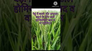 गेहूं में कल्ले और उत्पादन बड़ाने के लिये उपयोग करें होमियोपैथीखाद best fertilizer for paddy crop [upl. by Ahsinrad188]