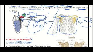 scapula 1 SU [upl. by Fadiman]