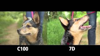 Canon C100 vs Canon 7D Part 1 [upl. by Enej467]