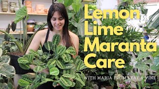 Prayer Plant  Lemon Lime Maranta Care with Leaf amp Vine [upl. by Earahc]