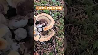 DYERS POLYPORE mushrooms shorts nature [upl. by Judye]