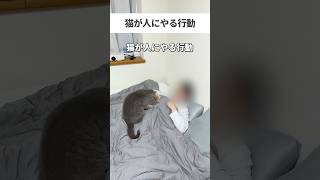 猫 猫のいる暮らし ねこ cat 猫好きさんと繋がりたい [upl. by Robinetta]