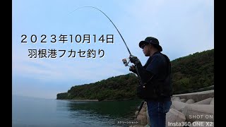 20231014フカセ釣りチヌ釣り大分県豊後高田市羽根港 [upl. by Jobe]