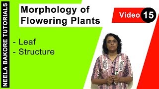 Morphology of Flowering Plants  NEET  Leaf  Structure  Neela Bakore Tutorials [upl. by Ballou]