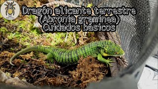 Dragon alicante terrestre Abronia graminea Cuidados básicos  PIMVS México exótico [upl. by Curson]