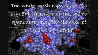 cardiac arrhythmia  CPVT and the Ryanodine Receptor in molecular detail [upl. by Tamberg]