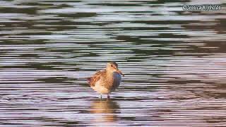 Gestreepte Strandloper Calidris melanotos [upl. by Herstein]