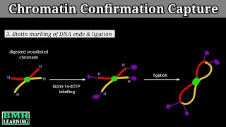 Chromatin Conformation Capture  Chromosome Conformation Capture Assay  HiC Method [upl. by Binah615]