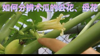 如何分辨木瓜的公花、母花 [upl. by Perren740]