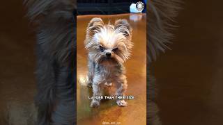 Yorkshire Terrier 🐶 Unconditional Love In A Petite Package [upl. by Sander779]